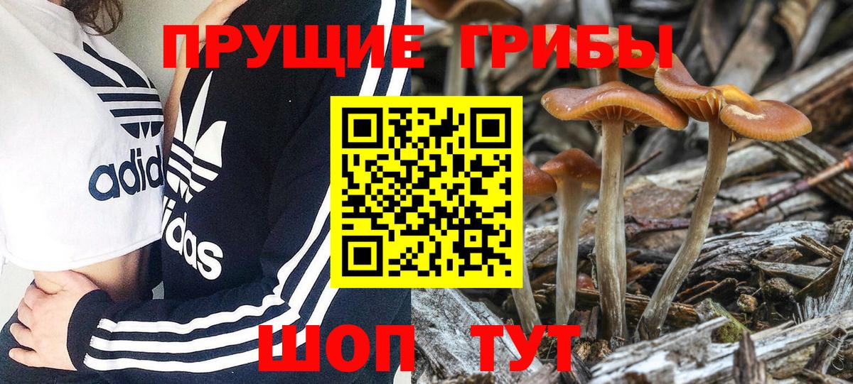 Галлюциногенные грибы Psilocybine cubensis  Феодосия 